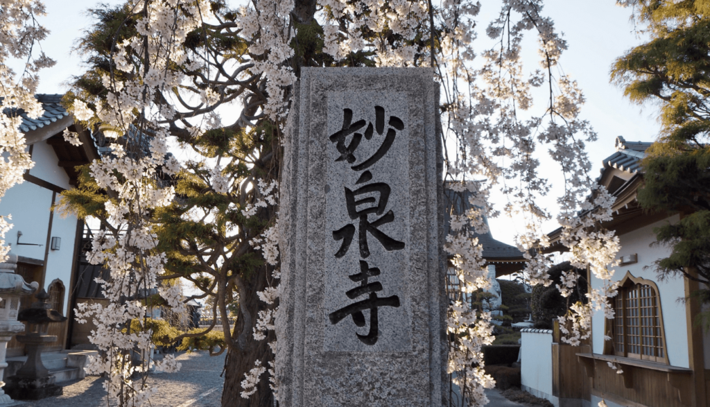 妙泉寺 山梨県中央市 のしだれ桜にキュン 桜のシャワーを観に行こう てくてく甲府