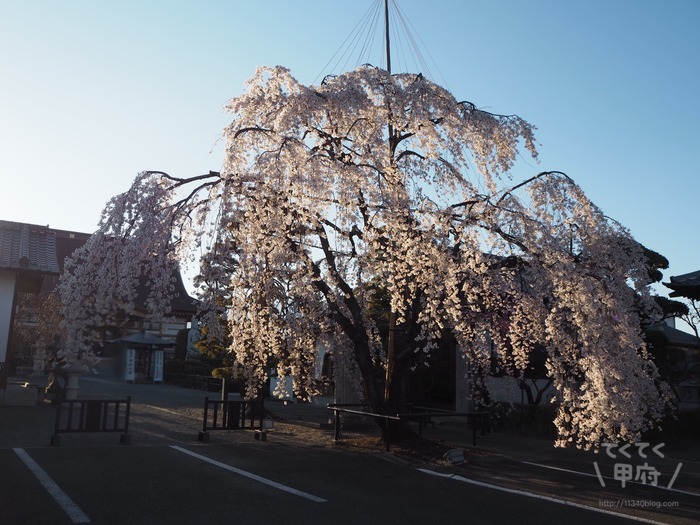 山梨県中央市-妙泉寺のしだれ桜
