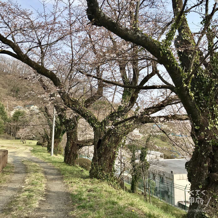 山梨県甲府市-中区配水場の桜