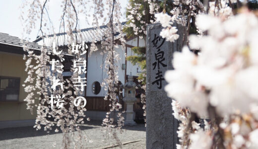 【妙泉寺のしだれ桜】山梨県中央市、春風にそよぐ桜のシャワー