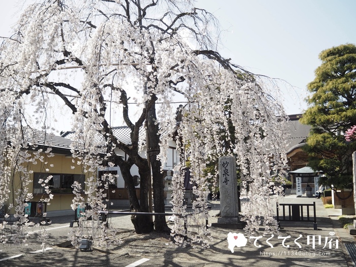 山梨県中央市-妙泉寺のしだれ桜