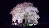 山梨県韮崎市-わに塚の桜（ライトアップされた夜桜）