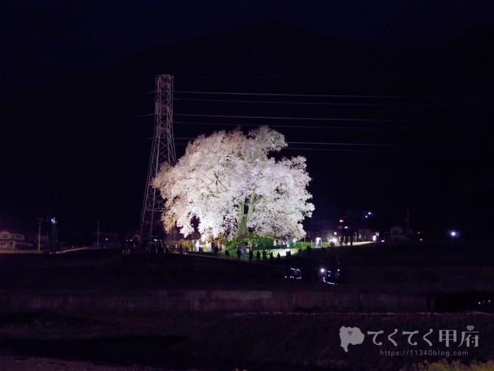 山梨県韮崎市-わに塚の桜（ライトアップされた夜桜）