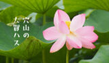 【大賀ハス】韮崎市穴山町、悠久の時を経て紡いだ蓮の花