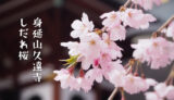 【身延山久遠寺】樹齢400年の名桜、満開のしだれ桜に会いに行く
