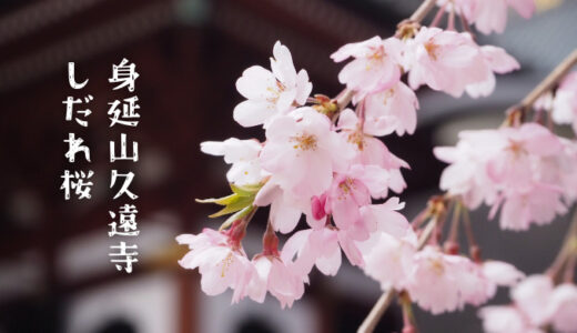 【身延山久遠寺】樹齢400年の名桜、満開のしだれ桜に会いに行った記録