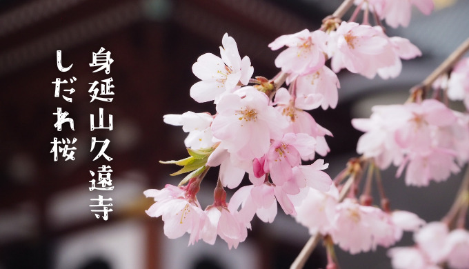 【身延山久遠寺】樹齢400年の名桜、満開のしだれ桜に会いに行く