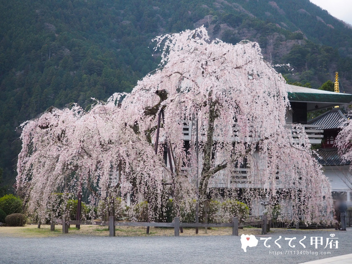 身延山久遠寺の満開のしだれ桜