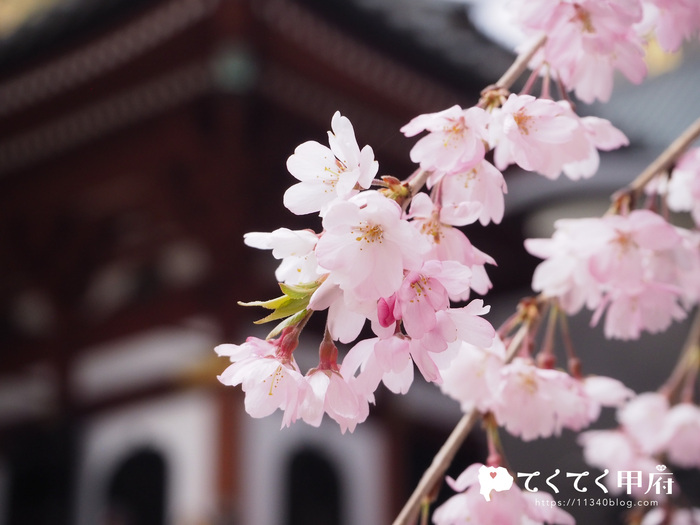 身延山久遠寺の美しいしだれ桜