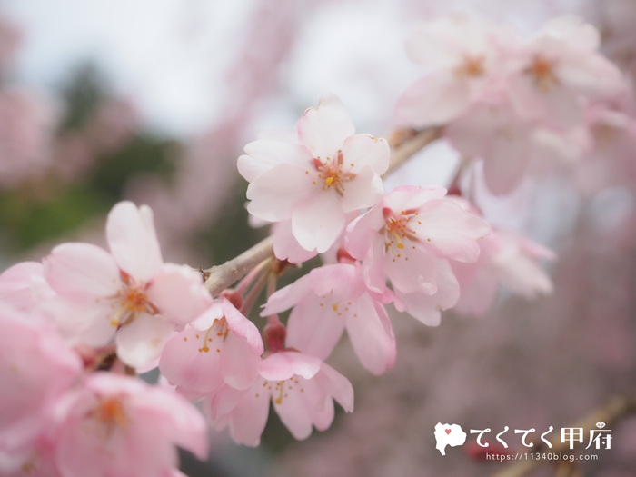 身延山久遠寺の美しいしだれ桜